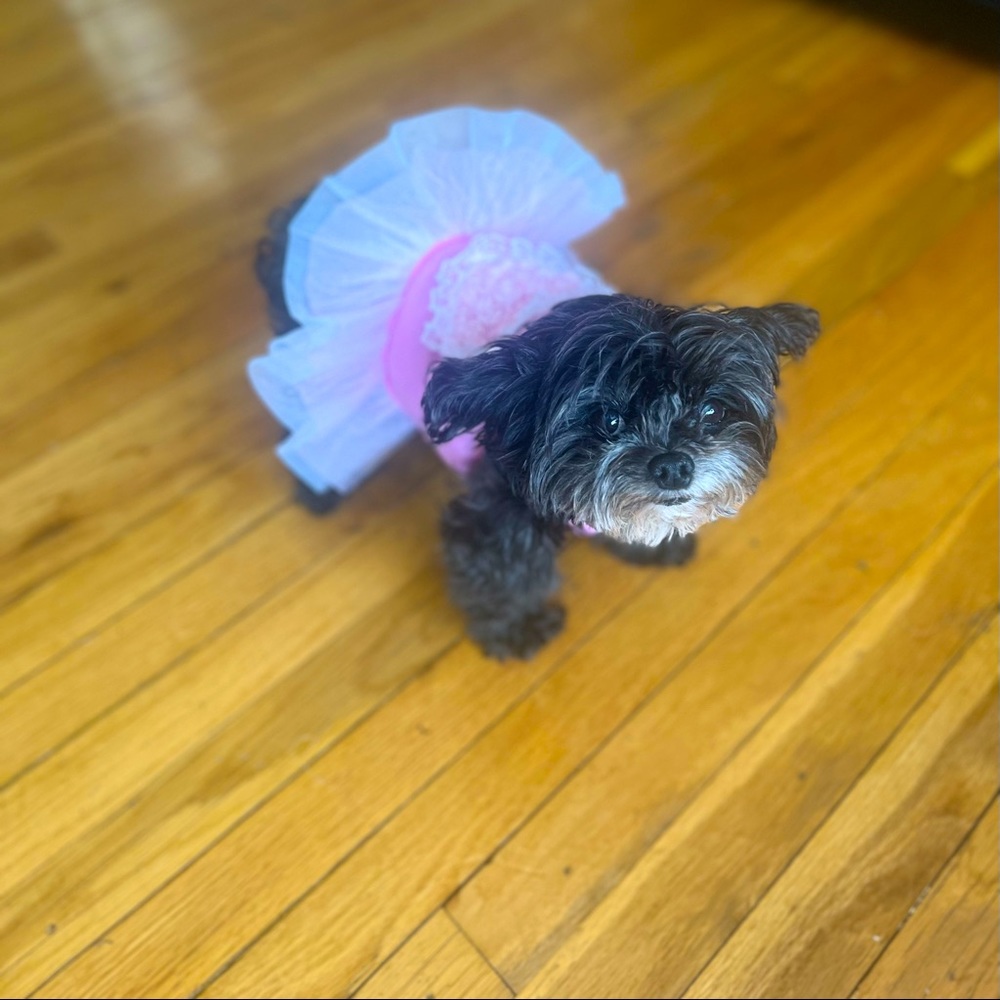 Princess pink dog dress with lace and tule skirt